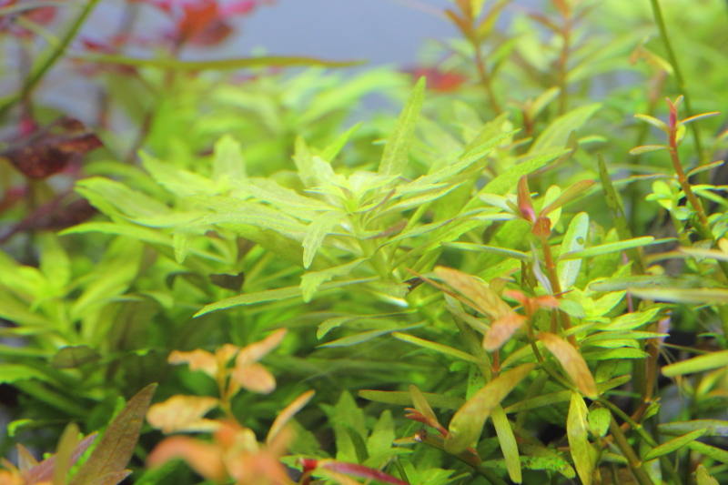 植栽から48日目（ソイル育成）　ニューオランダプラント